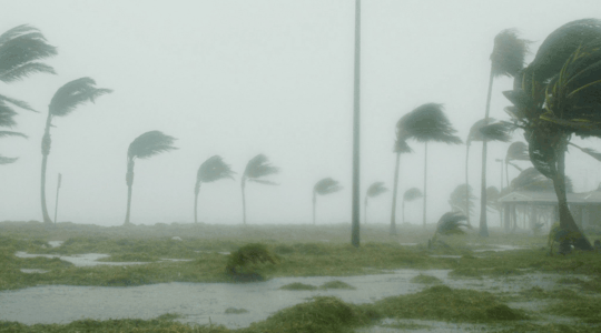 tropical-storm-palms